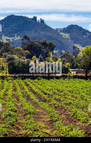 Typisches Kartoffelfeld in der Gemeinde La Calera an der Cundinamarca Region in Kolumbien Stockfoto