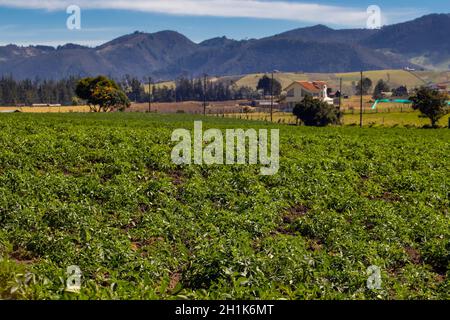 Typisches Kartoffelfeld in der Gemeinde La Calera an der Cundinamarca Region in Kolumbien Stockfoto