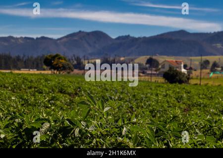 Typisches Kartoffelfeld in der Gemeinde La Calera an der Cundinamarca Region in Kolumbien Stockfoto