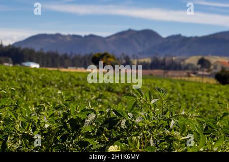 Typisches Kartoffelfeld in der Gemeinde La Calera an der Cundinamarca Region in Kolumbien Stockfoto