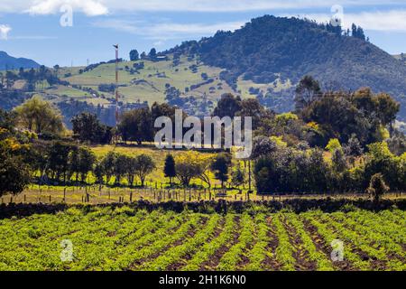 Typisches Kartoffelfeld in der Gemeinde La Calera an der Cundinamarca Region in Kolumbien Stockfoto