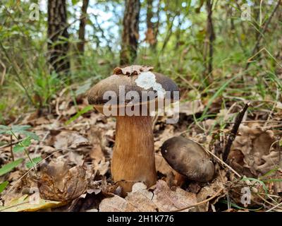 Italienische Steinpilze in wildem Waldökosystem, Herbst rohes Gemüse Produkte Stockfoto