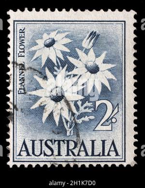 Stempel gedruckt in Australien zeigt die Flanell Blume, Serie, ca. 1959. Stockfoto