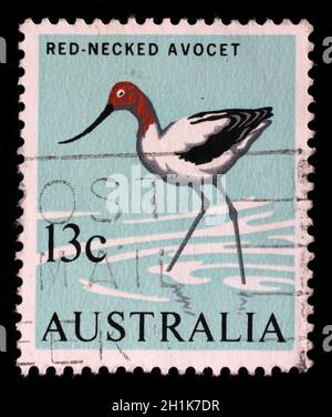 Stempel gedruckt in Australien Übersicht Red-necked Säbelschnäbler (Recurvirostra Novaehollandiae), Vogel Serie, ca. 1966 Stockfoto