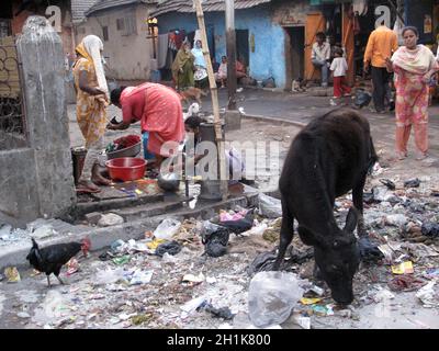 Straßen von Kalkutta. Tiere im Müllhaufen. Stockfoto