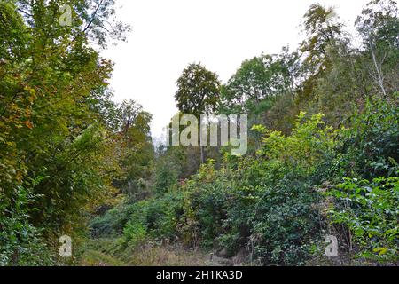 „Dschungel“ von Hangunterholz in den Polhill/Meenfield Woods im Herbst, in der Nähe von Shoreham/Sevenoaks auf einem Kalkhang, Darent Valley Stockfoto