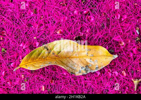 Blatt eines malaiischen Rosenapfelbaums (Syzygium malaccense) Über einem schönen rosa Teppich aus seinen Blumen Stockfoto