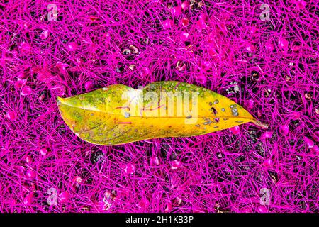 Blatt eines malaiischen Rosenapfelbaums (Syzygium malaccense) Über einem schönen rosa Teppich aus seinen Blumen Stockfoto