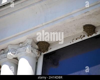 Nest Schwalben über den Traufen des Gebäudes. Die Reproduktion von Schwalben. Stockfoto