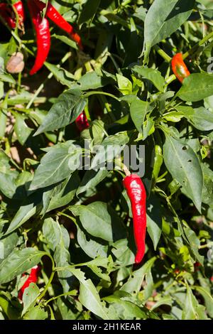 Paprikapflanze (Capsicum annuum) mit einigen reifen Früchten und einigen Blättern, die von wilden Schnecken gebissen werden Stockfoto