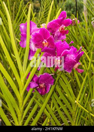 Landschaftlich reizvolle Orchideen vom National Orchid Garden in Singapur Stockfoto