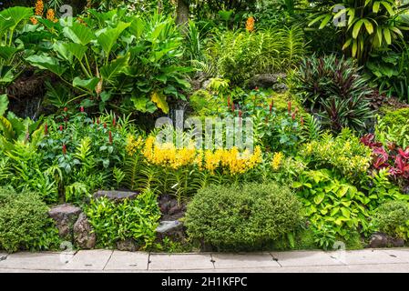 Singapur - 5. Dezember 2019: Spaziergang mit Orchideen im Botanischen Garten von Singapur. Stockfoto