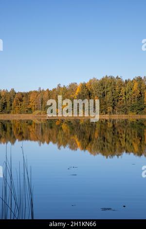 Schöne Aussicht auf einen See in der Nähe des Waldes mit Baumspiegelung im Wasser Stockfoto