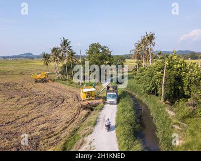 Bukit Mertajam, Penang/Malaysia - Apr 19 2019: Harvester Gießen Sie die Reissaatgut in LKW. Stockfoto