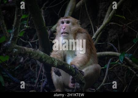 Rhesus Macaque (Macaca mulatta) schaut von unten auf den Baum. Stockfoto