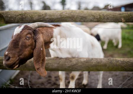 Weiße und braune gehörnte Ziege, die ihren Kopf durch einen Zaun auf einem Bauernhof klebt. Neugierige weiße Ziegen, die Getreide essen. Freilandtiere Stockfoto