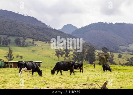 Herde von Milchvieh in La Calera in der Abteilung Von Cundinamarca in der Nähe der Stadt Bogotá in Kolumbien Stockfoto