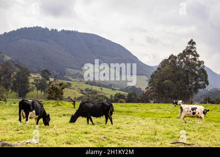 Herde von Milchvieh in La Calera in der Abteilung Von Cundinamarca in der Nähe der Stadt Bogotá in Kolumbien Stockfoto