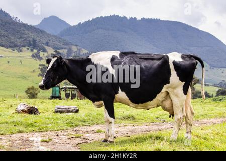 Herde von Milchvieh in La Calera in der Abteilung Von Cundinamarca in der Nähe der Stadt Bogotá in Kolumbien Stockfoto