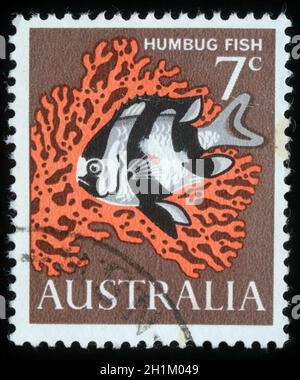 Die in Australien gedruckte Marke zeigt das Bild eines Humbug-Fisches, um 1966 Stockfoto