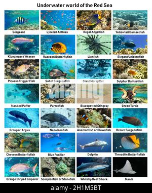 Der Unterwasseratlas oder der Leitfaden zur Identifizierung von Meereslebewesen. Sammlung von tropischen Fischen. Katalog von Korallenfischen am Roten Meer - Picasso Trigger Fish, gr Stockfoto