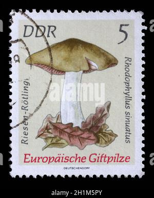 Gedruckt in DDR Stempel zeigt Bild des Entoloma Sinuatum, aus der Serie europäischer Giftpilze, ca. 1974 Stockfoto