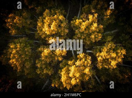 Draufsicht auf goldene Espenbäume und ihre weißen Stämme Stockfoto