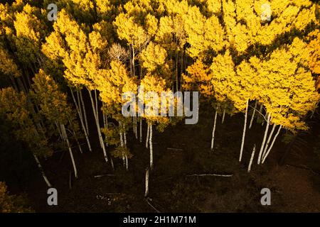 VogelVogelAnsicht von Espenhain in goldenen Herbstfarben Stockfoto