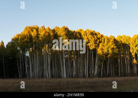 Goldener Espenhain mit dramatischer Beleuchtung Stockfoto