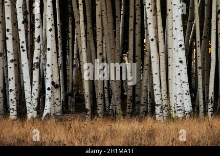 Aspen Baumstämme im Wald als natürliche Hintergrund Stockfoto