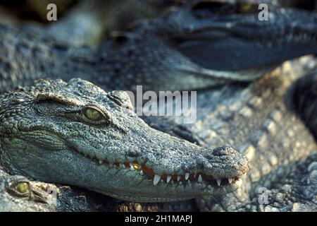 Krokodile auf einer Krokodilfarm in der Nähe der Stadt Siem Riep im Westen Kambodschas. Kambodscha, Siem Reap, Februar 2001 Stockfoto