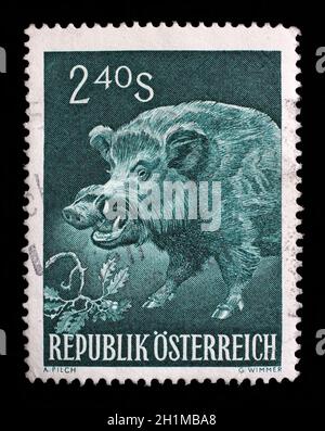 Briefmarke gedruckt in Österreich zeigt Wildschwein, Sus Scrofa, Wildschwein, Wildtier, ca. 1959 Stockfoto