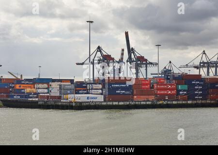 ROTTERDAM, NIEDERLANDE - UM 2019: Container gestapelt in einem Schiffsterminal, Waalhaven, Rotterdam Stockfoto