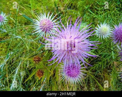 Die rosa Mariendistel Blume in voller Blüte im Sommer Stockfoto