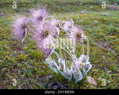 Die rosa Mariendistel Blume in voller Blüte im Sommer Stockfoto