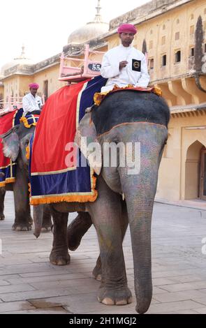 Dekoriert Elefanten tragen Touristen in Amber Fort in Jaipur, Rajasthan, Indien Stockfoto