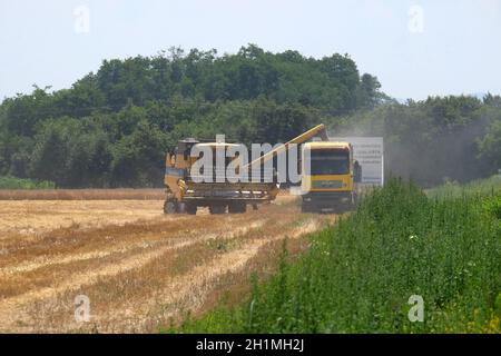 Mähdrescher in Aktion auf Weizenfeld, Entladen von Getreide in Nedelisce, Kroatien Stockfoto