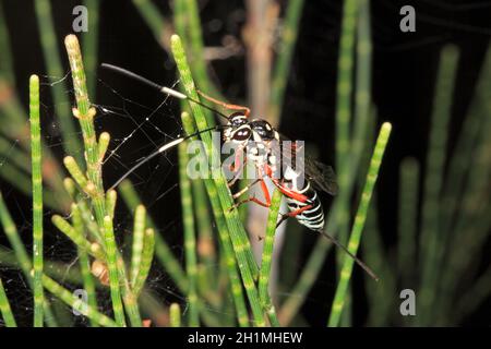 Gebänderte Ichneumon-Wasp, Gotra sp. Auch bekannt als gebänderte Pupa-Parasiten-Wasp. Coffs Harbour, NSW, Australien Stockfoto