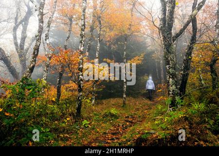Frauen wandern auf dem Foggy Mountains-to-Sea Trail, in der Nähe von Craggy Gardens, Blue Ridge Parkway, Asheville, North Carolina, USA Stockfoto