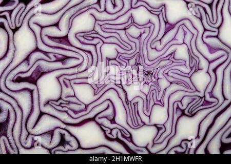 Querschnitt eines violetten Kohls als Hintergrund und Textur Stockfoto