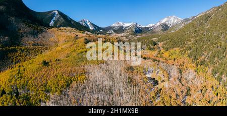 Aspen-Baumwald bei Lockett Meadow in Flagstaff, Arizona Stockfoto