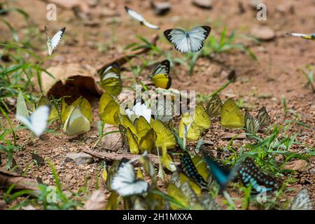 Wilder Schmetterling im Kaeng krachan Nationalpark westlich der Stadt Phetchaburi oder Phetburi in der Provinz Phetchaburi in Thailand. Thailand, Phet