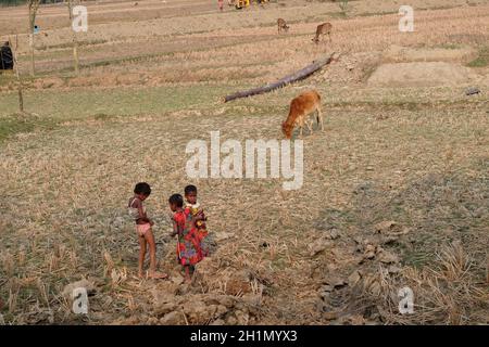 Kinder spielen auf einem Reisfeld im Dorf Kumrokhali, Westbengalen, Indien Stockfoto