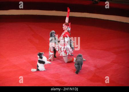 Ausgebildete Pudel, die in Zirkusvorstellungen Arena. Ausgebildete Hunde in den Zirkus. Lustige Hunde. Zwei Pudeln zusammen tanzen auf den Hinterbeinen auf roten Zirkus Arena. Zirkus Stockfoto