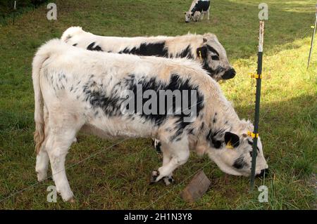 Pustertaler Schecken, Rinde Stockfoto