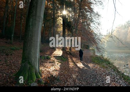 Herbstimpression, Herbst; Baum Stockfoto