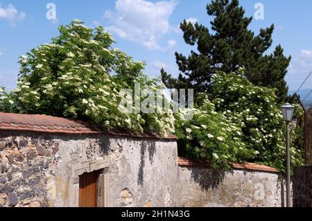 Weisser, Holunder; Haschberg; Holunderbeere; Sambucus Nigra; Heilpflanze; Stockfoto