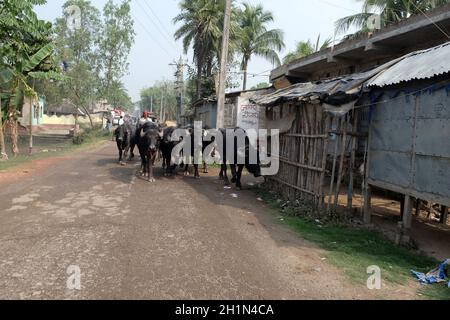 Eine Rinderherde, die von einem Bauern, Kumrokhali, Westbengalen, Indien, bewegt wird Stockfoto