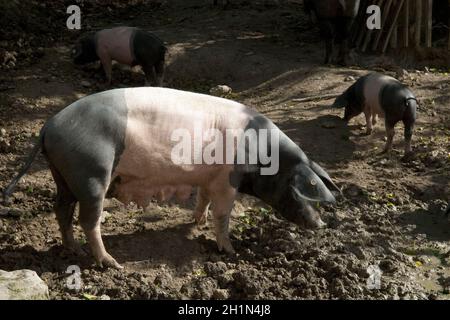 Sattelschwein, Deutsche, Nutztierrasse Stockfoto