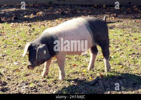 Sattelschwein, Deutsche, Nutztierrasse Stockfoto